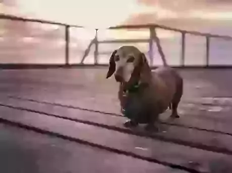 Dog Cremation